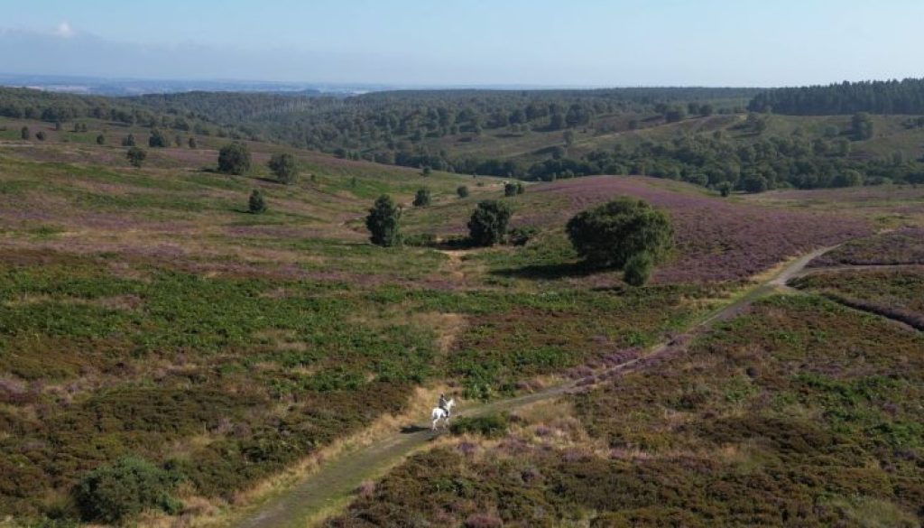 Heather and horse landscape resize