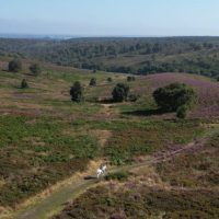 Heather and horse landscape resize