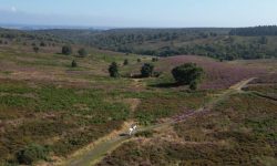 Heather and horse landscape resize