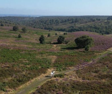 Heather and horse landscape resize