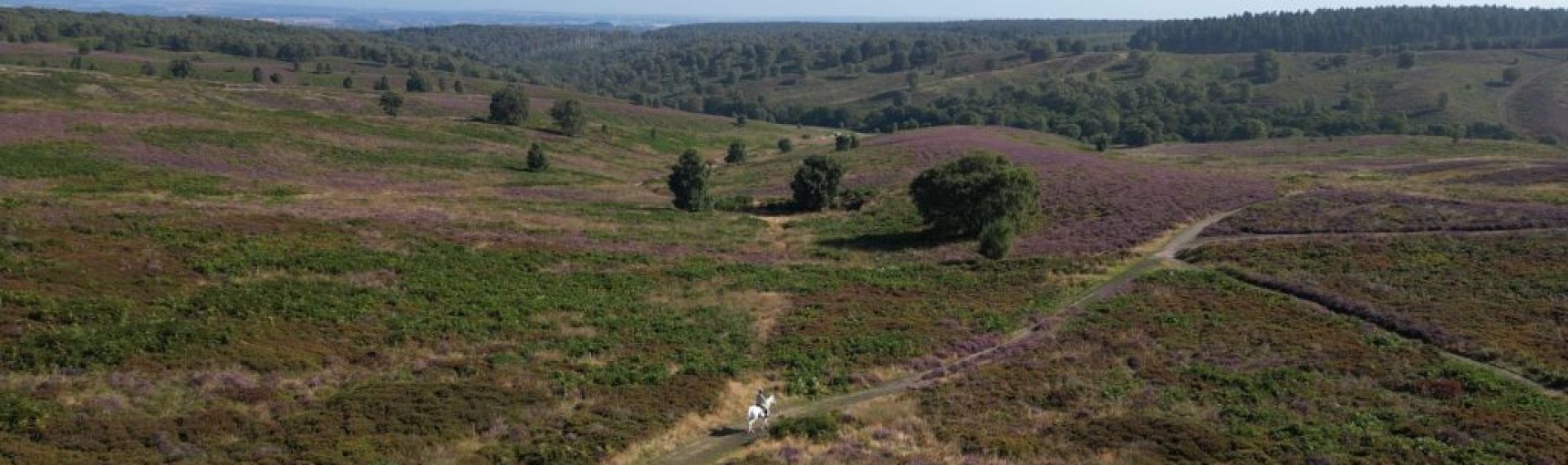 Heather and horse landscape resize