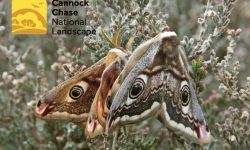 Emperor moth header